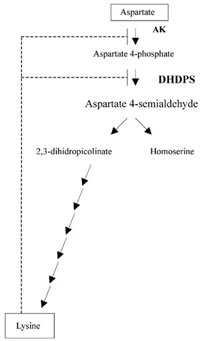 Biochemical regulatory mechanism proposed to regulate the synthesis of the amino acid Lysine, in higher plants, derived from the amino acid Aspartate. Enzyme activities, aspartate kinase (AK) and dihidrodipicolinate synthase (DHDPS) are indicated. Broken lines indicate the inhibition of these enzymes by Lysine.