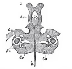 The cartilaginon cranium of a Fowl at the sixth day of incabatlion, viewed from below.- P the pituitary space; tr, the trabeculae, uniting in front, in the bifurcated ethmovemerine plate; Qu, the quadrate cartilage; Sc, semicircular canals; Co, Ha cochlea; h, the notochord imbedded in the basilar plate.