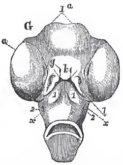 Underview of the head of a Fowl at the Seventh day of incubation. - la, the cerebral hemispheres causing the integument to bulge; a, the eyes; a, the olfactory sacs k, the fronto-nasal process; l, the maxillary process; 1, 2, the first and second visceral arches; a, the remains of the first visceral cleft.