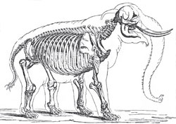 The skeleton of the African Elephant (Loxadon Africanus)