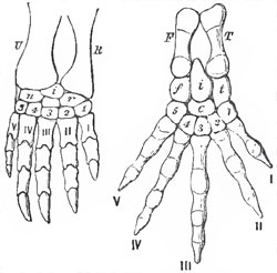 The right fore-foot of the Chelonian Chelydra, and the right hind-foot of the Amphibian Sulamandra - U, ulna; R, radius; F, fibula; T, tibia.