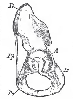 Side-view of the left Os Innominatum of Man; Il, ilium; Ia, ischium; Pp, Pubic A, acetabulum; Pp, Poupart's ligament
