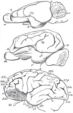 Lateral views of the brains of a Rabbit, a Pig, and a Chimpanzee, drawn of noarly the same abisolute size. The Rabbit's brain is at the top; the Pig's, in the middle, the Chimpanzee's, lowest. - Ol the olfactory lobe; A., the frontal lobe; B., the occipital lobe; C., the temporal lobe; Sy., the Sylvian fissure; In.., the insula; S. Or., supraorbital; S.F., M.F., L.F., superior, middle, and inferior frontal gyri ; A. P., antero-parietal; P.P., postero - parietal gyri; R, sulcus of Rolando; P.Pl, postero - parietal lobule; O. Pf., external perpendicular or occipito-temporal sulcus; An, angular gyrus; 2, 3, 4 aanectent gyri; A. T., M. T., P. T., the three temporal, and S.Oc., M.Oc., I.Oc., the three occipital gyri.