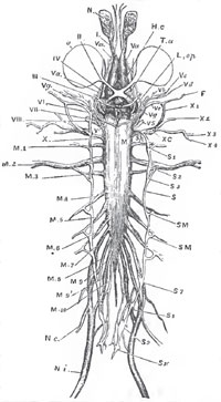 A diagrammatic view of the Chief Trunks of the Cerebro-spinal and Sympathetic Nervous Systems of Rana esculenta eeen from below (twice the size of nature). - 1. The olfactory nerves. N. The olfactory sac, II. The optic nerve. 0. Tho eye. L. op. The optic lobes. Ta. Optic tracts passing from the optic lobes to the chiasma, behind which lies the pituitary body. III. Oculomotorius. IV Patheticus. V The trigeminal, with which the abducens (V. J.), facialis (VII.). and the upper end of the sympathetic (VS), are closely connected. Branches of this nervous plexus are V.a, the nasal and ophthalmic branches of the fifth and the abducens. V,b,c,d, the palatine, maxillary, and mandibular branches of the fifth. V, e, the tympanic branch into which the proper facial nerve (VII.) enters, and, with a brancli of the vagus, forms the socalled facial nerve of the Frog, F. VIII. The auditory nerve. X, with its branches X1, X2, X3, X4, represents the glossopharyngeal and the vagus. The medulla oblongata (Myelencephalon) ends, and the medulla spinalis (Myelon) begins, about the region marked by the letter M. M1-10, the spinal nerves. M2, the brachial nerves, M 7, 8. 9, the iachiatic plexus, from which proceed the crural (N. c.) and Ischiatic (N. i.) serves. S. The trunk of the sympathetic. SM. The communicating branches with tho spinal gaoglia, S 1-10. The sympathetic ganglia