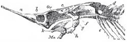 Side-view of the cartilaginous cranium of Accipenser: a, rostrum; b, nasal chamber; Or, orbit; c, auditory region; d, coalesced anterior vertebrae; e, ribs; f, g, h, suspensorium; k, palato-maxillary apparatus; Mn, mandible.