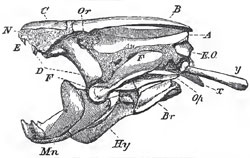 Skull ot Lepidosiren annectens: A, the oarieto-frontal bone; B, the supra-orbital; C, the nasal; D, the palato-pteryg:oid; E, tne vomerine teeth; E, O., the ex-occiptal; Mn, the mandible; Hy, the hyoid; Br, the branchiostegal rays; Op, the opercular plate: x, the parasphenoid; y, the pharyngo-branchial; Or, the orbit; Au, the auditory chamber; N, the nasal sac