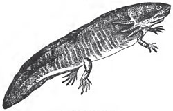 The Axolotl (Siredon)