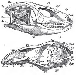 The skull of Cyclodus, entire and longitudinally bisected.