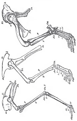 The pelvis and hind-limb of, A., Dromaeus; B., an ornithosceltd reptile, such as Iguanadon, or Hypsilophodon; and C., a Crocodile. The bird's limb is in its natural position, as is that of the Ornithoscelid, though the metatarsus of the latter may not, in nature, hare been so much raised. The Crocodile's limb is purposely represented in an unnatural position. In nature, the femur would be turned out nearly at right angles to the middle rertical plane of the body, and the metatarsus would be horizontal The Tetters are the same throughout. Il, illum; Is, ischium; Pb, pubis; a, anterior process, b posterior process, of the ilium; Tr, inner trochanter of the fomur; T, tibia; F, fibula; As, astragalus; Ca, calcaneum. I, II, III, IV., the digits