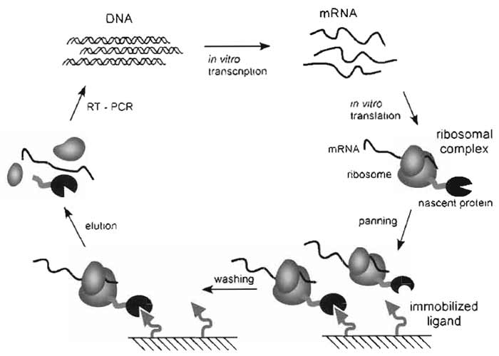 FIGURE 1 Ribosome-display selection cycle. The DNA of the library of interest, fused in frame to a spacer carrying no stop codon, is transcribed in vitro. The resulting mRNA is used for in vitro translation. After a short time of translation (a few minutes) the ribosomes have probably run to the end of the mRNA and synthesized the encoded protein, but because of the absence of the stop codon, the protein remains connected to the tRNA. Stopping the translation reaction in ice-cold buffer with a high Mg2+ concentration stabilizes this ternary complex, consisting of mRNA, ribosome, and nascent protein. The spacer, occupying the ribosomal tunnel, enables the domain of interest to fold on the ribosome. These ribosomal complexes are used for affinity selection. After washing, the mRNA of the selected complexes is released by complex dissociation. The genetic information of binders is rescued by RT-PCR, yielding a PCR product ready to go for the next selection cycle.