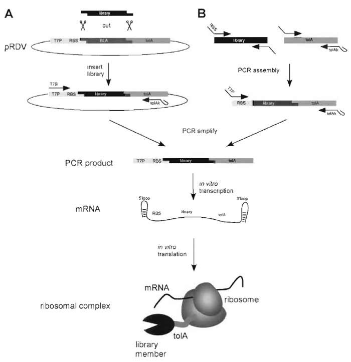 FIGURE 2 Generation of the ribosome-display construct. For ribosome display the library of interest has to be flanked by an upstream promoter region and a C-terminal spacer carrying no stop codon (Fig. 3). (A) The library is PCR amplified with primers carrying restriction sites suitable for ligation into the ribosomedisplay vector (pRDV), which carries the necessary library flanking regions. The PCR product of the library is digested and ligated into pRDV. A second PCR on this ligation reaction with the primers T7B and tolAk yields a PCR product ready for in vitro transcription. (B) Alternatively, the ribosome-display construct can be generated by assembly PCR. The library and the spacer are PCR amplified separately with primers so that the C-terminal part of the library and the N-terminal part of the spacer share overlapping sequences. An assembly PCR with the library and the spacer DNA, using appropriate primers, finally yields the ribosomedisplay construct. In vitro transcription of the PCR product of either A or B yields mRNA carrying 5' and 3' stem loops (which make the mRNA more stable toward exonuclease digestion), a ribosome-binding site (RBS), the library of interest, and a spacer carrying no stop codon. By stopping the in vitro translation in icecold buffer with high Mg2+ concentration, stable ternary complexes of mRNA, ribosome, and nascent protein are formed, ready for panning.