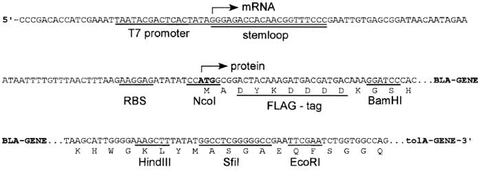 FIGURE 3 DNA sequence of the expression cassette of the ribosome-display vector (pRDV). mRNA is produced from a T7 promoter starting with a 5' stem loop, with no additional overhang. The ribosomebinding site (RBS), also called Shine-Dalgarno sequence, is located upstream of the start codon. The open reading frame consists of a FLAG tag, the β-lactamase gene (serving as a dummy insert) in frame with a protein spacer, here tolA. Different restriction sites allow cloning of the library into pRDV to replace the β-1actamase gene.