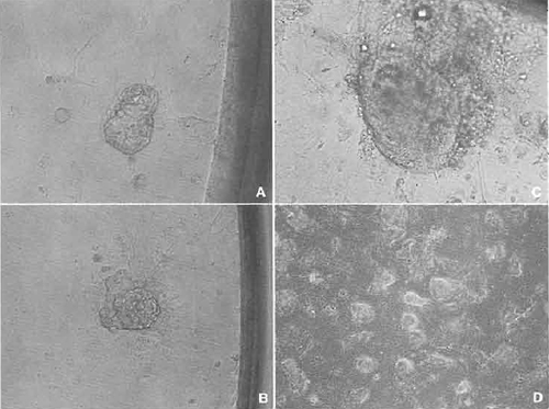 FIGURE 7 Establishment of ntES cell line. (A) A cloned blastocyst was attached to the feeder cell in the 96-well dish. (B) Spreading the trophoblast cells and an inner cell mass (ICM) appearing. (C) ICM grew up almost 5 to 10 times as large. (D) After trypsinization, some wells show a nearly established ntES cell line.