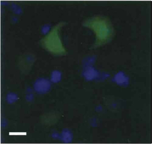 FIGURE 1 PC12 cells expressing green fluorescent protein (GFP). Photomicrograph of non-NGF-treated (naive) PC12 cells transfected with plasmid expressing GFP (green), followed by DAPI staining (blue). Bar: 50µm.