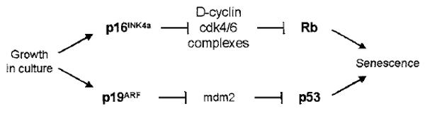 FIGURE 1 The genetics of senescence. In murine cells, the act of culture [("culture shock" (Sherr and DePinho, 2000)] induces both products of the Ink4a/Arf locus, p16INK4a inhibits cyclin-dependent kinases 4 and 6, leading to Rb hyphophorylation and growth arrest. p19ARF stabilizes p53 by inhibiting its mdm2-mediated degradation; p53 also induces growth arrest. In MEFs, the p19ARF-p53 axis dominates the growth phenotype (Kamijo <em>et al.</em>, 1997; Sharpless <em>et al.</em>, 2001), although both p16INK4a and p19ARF contribute to senescence in other cell types (Bachoo <em>et al.</em>, 2002; Randle <em>et al.</em>, 2001).