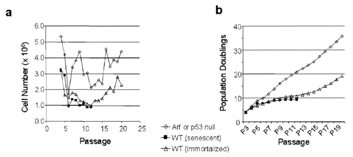 FIGURE 2 The 3T9 assay can be used to quantify both growth and immortalization frequency. Data from a 3T9 (or 3T3) assay can be graphed in either of two ways: (a) as cell number per passage or (b) as population doublings (PDs) per passage (PDs defined in text). The same data are graphed by either method showing a senescent line, an immortalized line, or a line lacking Ink4a/Arf. The p19ARF-dependent slow growth period seen in wild-type MEFs between passages 5-15 is called "senescence," although in actuality it represents a culture-induced phenomena.
