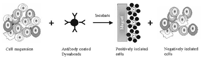 FIGURE 1 Positive and negative isolation of cells using antibody-coated Dynabeads. By positive selection, a specific cellular subset is isolated directly from a complex mixture of cells based on the expression of a distinct surface antigen. The resulting immune complexes of beads and target cells are collected using a magnet. By negative selection, all unwanted cell types are removed from the sample by the magnetic beads.