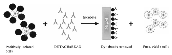 FIGURE 2 Detachment of cells from Dynabeads using DETACHaBEAD. Cells are detached from the beads by a polyclonal antibody (DETACHaBEAD) that binds the Fab-region of the cell-specific monoclonal antibody, thereby altering its affinity for the antigen. The cells are left without antibody on their surface.