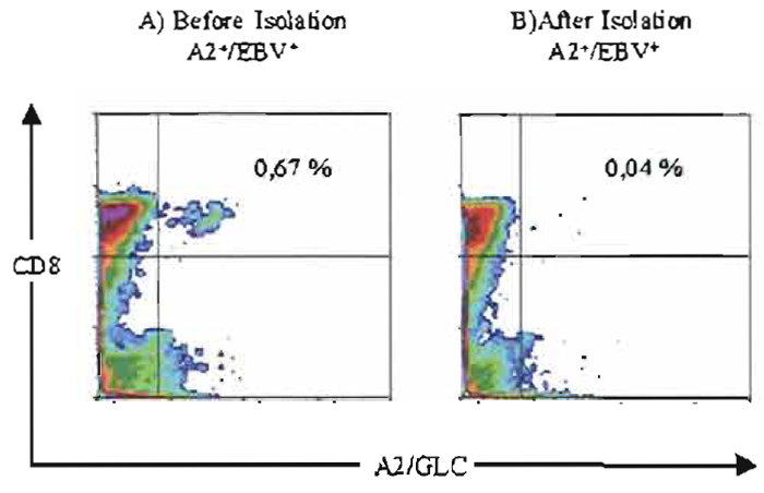 FIGURE 4 Isolation of rHLA-A2/GLC positive T cells from PBMC. (A) PBMC from a HLA-A2/GLC positive donor stained with rHLA-A2/GLC tetramers. (B) PBMC after removal of rHLAA2/ GLC tetramer positive T cells by rHLA-A2/GLC coated Dynabeads, i.e., Dynabeads HLA-A2 EBV/BMLF-1 (see protocol D). The rHLA-A2 was produced and loaded with the peptide GLCTLVAML according to Ostergaard Pedersen <em>et al.</em> (2001).
