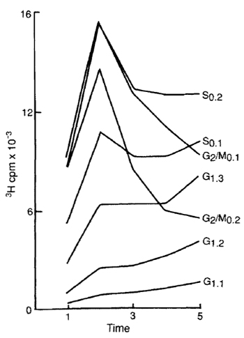 FIGURE 4 Analysis of synchrony of entry into DNA synthesis in centrifugal elutriation fractions of HeLa S3 cells. HeLa cells were separated into synchronous fractions by centrifugal elutriation, and kinetics of entry into DNA synthesis phase (S phase) was determined by measuring mean acid-precipitable [3H]thymidine incorporation (10µCi/ml in growth medium) for five sequential 1-h incubations, in duplicate, for each cell cycle fraction identified in Fig. 3. Note that each cell fraction reaches S phase at sequentially later times after return to culture.