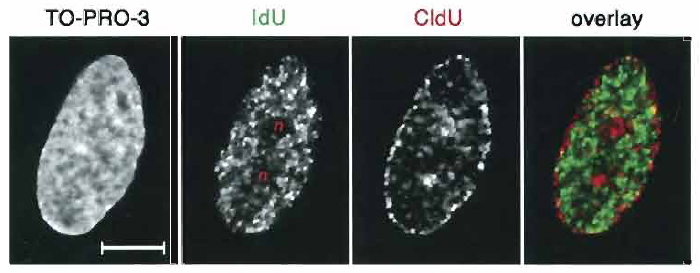 FIGURE 3 Double replication labeling with IdU and CIdU (protocol D). Primary human fibroblasts were pulse labeled with IdU (green) in early S phase and with CldU (red) in mid S phase after a 4-h chase. Counterstaining with TO-PRO-3. Images represent the same midoptical section through the nucleus. Note that the midreplicating chromatin is mainly located at the very nuclear periphery and around nucleoli (n), whereas early replicating chromatin is distributed throughout the nuclear interior with exception of the nucleoli. Scale bar: 10 µm.