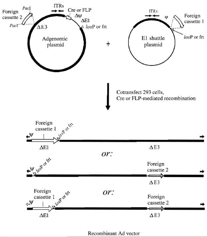 FIGURE 2 Construction of Ad vectors by two-plasmid site-specific recombination in 293 cells. The AdMax strategy used to introduce foreign DNA inserts into the E1 and/or E3 regions for rescue into virus is illustrated. Expression cassettes can be inserted in place of the E1 region (Ad5 nucleotides 455-3523) by cloning into E1 shuttle plasmids carrying the recognition site (e.g., loxP) for a site-specific recombinase. E1 shuttle plasmids are described further in Fig. 3. The 293 cells are then cotransfected with this shuttle plasmid and an Ad genomic plasmid carrying the appropriate recombinase (Cre for loxP-containing shuttles or FLP for frtcontaining shuttles). Genomic plasmids are available with E3 deleted (Ad5 nucleotides 28138-30818; pBHGloxΔE1,E3Cre or pBHGfrtΔE1,E3FLP) as shown or with a wild-type E3 region (pBHGloxE3Cre and pBHGfrtE3FLP) (Ng and Graham, 2002). Expression of recombinase in 293 cells results in recombination between recognition sites in the shuttle and in the genomic plasmid, generating an E1 replacement Ad vector (top vector in illustration). E3 replacement Ad vectors are constructed by inserting the transgene expression cassette into a unique PacI site that replaces the E3 region in the Ad genomic plasmid. The 293 cells cotransfected with this genomic construct and an "empty" (i.e., no transgene) E1 shuttle plasmid will produce a replication-defective E3 replacement Ad vector (middle vector in illustration). Note that it is also possible to cotransfect with a plasmid containing the intact left end of Ad5 to produce an E1+ nondefective vector by overlap recombination (Bett et aI., 1994). Double recombinant vectors are generated by recombination between an E1 shuttle plasmid carrying one expression cassette and a genomic plasmid carrying a second expression cassette (bottom vector in illustration). Ad and bacterial sequences are indicated by thick and thin black bars, respectively, loxP and frt sites by open triangles, inverted terminal repeats (ITRs) by black arrows, and the packaging signal by the symbol Ψ.