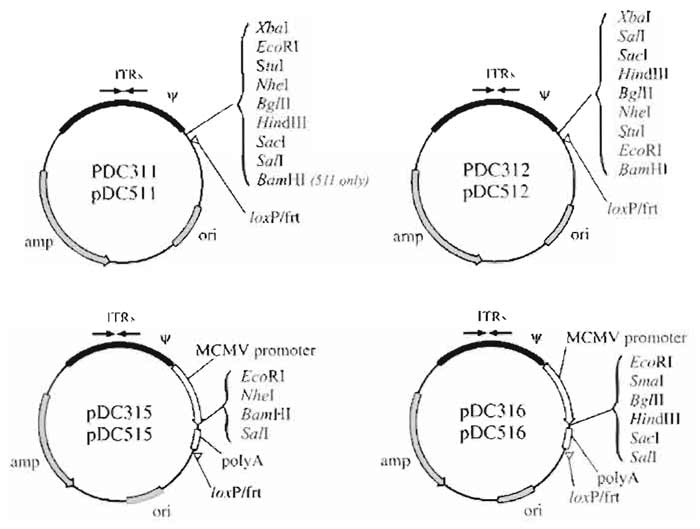 FIGURE 3 Structure of E1 shuttle plasmids used for vector rescue by <em>in vivo</em> site-specific recombination. The shuttle plasmids pDC311, pDC312, pDC315, and pDC316 are used to rescue vectors by Cre-mediated recombination. The shuttle plasmids pDC511, pDC512, pDC515, and pDC516 are used to rescue vectors by FLPmediated recombination. Plasmids pDC311, pDC312, pDC511, and pDC512 are designed for insertion of a cassette consisting of a promoter, transgene, and polyadenylation signal sequence. The polycloning sites of plasmids pDC315, pDC316, pDC515, and pDC516 are flanked 5' by the murine CMV promoter and 3' by the SV40 polyadenylation signal sequence. Coding sequences cloned into the latter plasmids generate vectors with high levels of expression in both human and murine cells (Addison <em>et al.</em>, 1997).