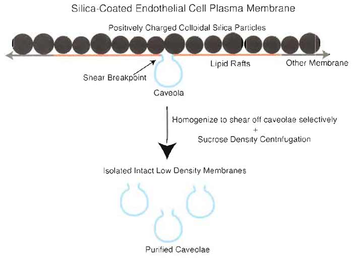 FIGURE 2 Two-step silica coating-based methodology for isolating plasma membrane caveolae. To purify endothelial plasmalemmal caveolae, the luminal endothelial cell membrane is first coated with positively charged  colloidal silica particles to create a stable pellicle that specifically marks this membrane and facilitates its purification by density centrifugation of tissue homogenates. These pelleted membranes have many caveolae attached on the side of the membranes opposite to the silica coating that may be stripped from the endothelial membranes by shearing during homogenization at 4°C in the presence of Triton X-100. Further centrifugation through a sucrose density gradient yields a homogeneous population of distinct caveolar vesicles.