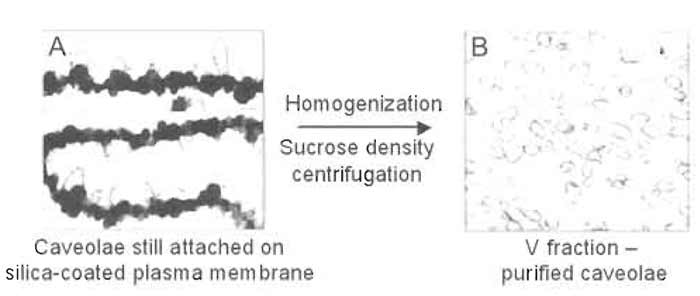 FIGURE 6 Electron micrographs of P (A) and V (B) membrane fractions after isolation. Electron microscopy demonstrates the presence of significant numbers of caveolae on the intracellular side of the plasma membrane not coated with silica (P fraction; A). Mechanical shearing of caveolae from the silicacoated plasma membrane yields a homogeneous population of morphologically distinct caveolae with diameters <90nm (V fraction; B).