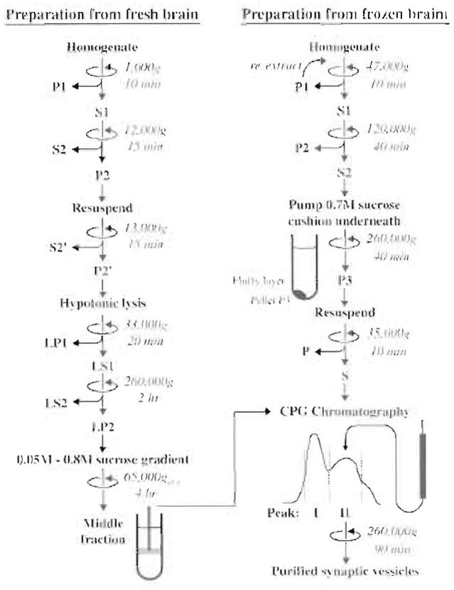 FIGURE 1 Flowchart depicting the main steps of the two preparation methods for synaptic vesicles described in the text. The final step for both methods is CPG chromatography.