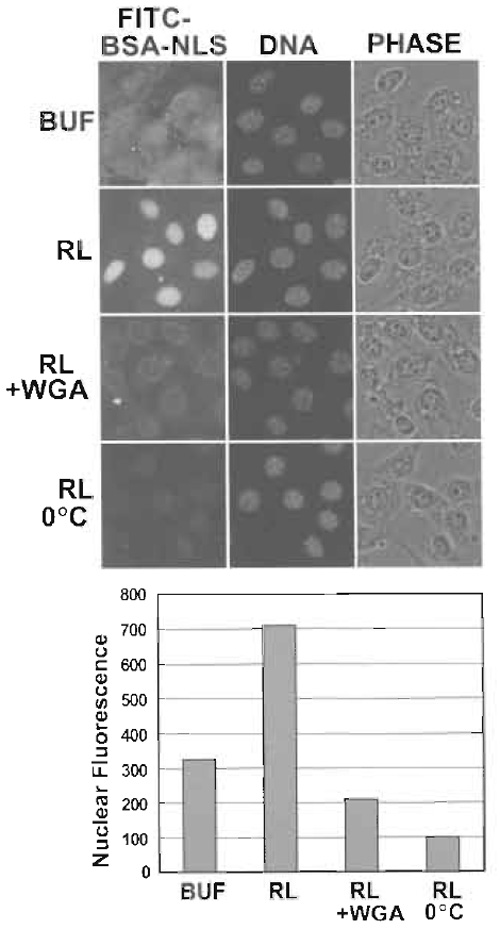 FIGURE 2 Nuclear import of FITC-BSA-NLS analyzed by fluorescence microscopy. (Top) NIH 3T3 cells were digitonin permeabilized and incubated with the indicated components (BUF, buffer; RL, reticulocyte lysate; WGA, wheat germ agglutinin). DAPI staining of DNA and phase-contrast (PHASE) images are also shown. Note that FITC-BSA-NLS binds nonspecifically to cells in the absence of cytosol. The rim fluorescence in the presence of WGA reflects the arrest of FITC-BSA-NLS in import complexes at the NPC. (Bottom) The level of nuclear import observed under each condition was quantified from 12-bit images. Values reflect the average fluorescence intensity per pixel from at least 100 nuclei per condition. Data courtesy of Leonard Shank (University of Virginia).