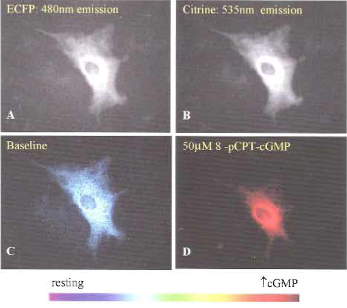 FIGURE 1 Cygnet-2.1 expression indicates cytosolic localization and nuclear exclusion in cultured rat aortic smooth muscle cells (top) as shown by the fluorescence images of (A) ECFP (480nm emission) and (B) EYFPcitrine (535 nm emission). Pseudocolor representations of the 480- to 535-nm FRET ratio at resting (C) and elevated (D) cGMP levels were elicited with 50 µM 8-pCPT-cGMP.