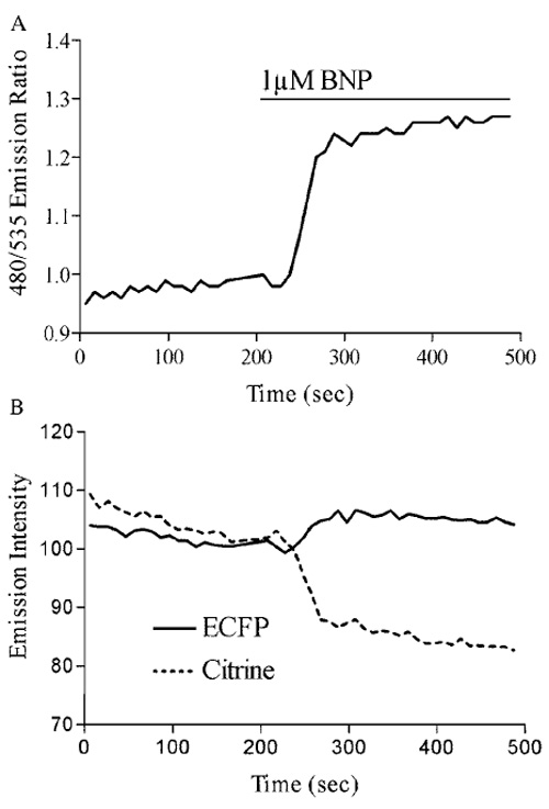 FIGURE 3 (A) Stimulation of the particulate guanylate cyclase (pGC) NPR-A with the natriuretic peptide BNP produces a FRET ratio change of approximately 28%. (B) Analysis of the individual emission intensities of ECFP and citrine during pGC activation demonstrates an increase in ECFP and a decrease in citrine emissions.