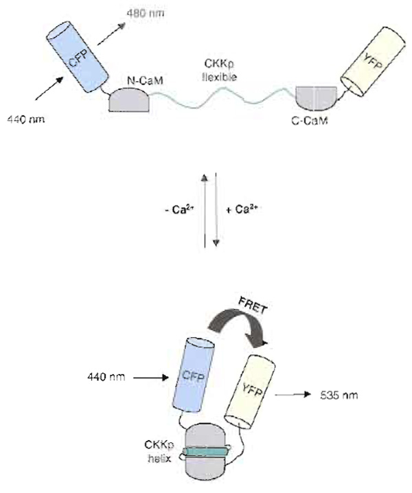 FIGURE 1 Schematic depiction of YC6.1 FRET in response to [Ca2+]. See text for details.