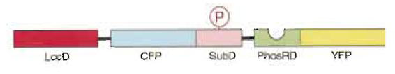 FIGURE 1 Schematic representation of the present fluorescence indicator for protein phosphorylation, which was named phocus. Upon phosphorylation of the substrate domain within phocus by the protein kinase, the adjacent phosphorylation recognition domain binds with the phosphorylated substrate domain, which changes the efficiency of FRET between the GFP mutants within phocus. By tethering a localization domain with phocus, the phocus can be localized in the specific intracellular locus of interest to visualize the local phosphorylation event there. LocD, localization domain; CFP, cyan fluorescent protein; SubD, substrate domain; PhosRD, phosphorylation recognition domain; YFP, yellow fluorescent protein; P in an open circle, the phosphorylated residue.