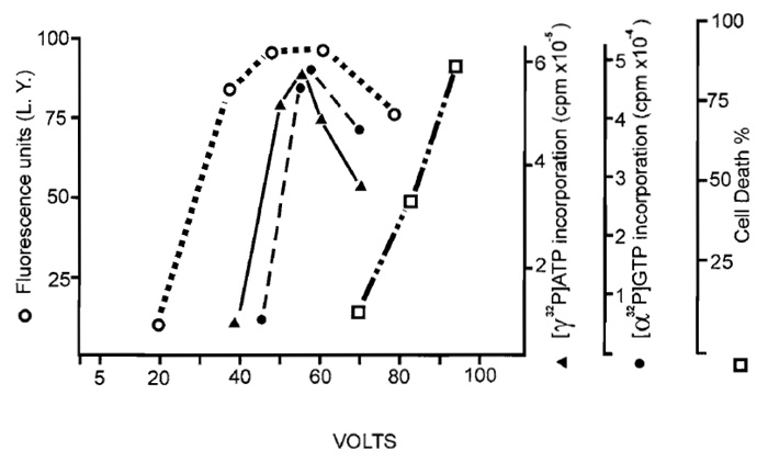 FIGURE 4 Effect of field strength on the introduction of nucleotides. Six pulses of increasing voltage were applied from a 10µF capacitor to serum-starved 10T½ cells growing on a conductive surface of 50 × 30mm in the presence of 10µCi [α32P]GTP () or 10µCi [γ32P]ATP (). Total protein labelling was quantitated using a nitrocellulose filter-binding assay (Buday and Downward, 1993). Numbers refer to cpm per 100µg of protein in clarified extracts. As a control, cells were electroporated with 5 mg/ml Lucifer yellow (O) and its introduction was assessed by fluorescence measurement of cell lysates using a Perkin-Elmer Model 204A fluorescence spectrophotometer. Cell killing () was calculated from the plating efficiency of the cells 2h after the pulse [from Raptis et al. (2003) and Tomai et al. (2003), reprinted with permission].