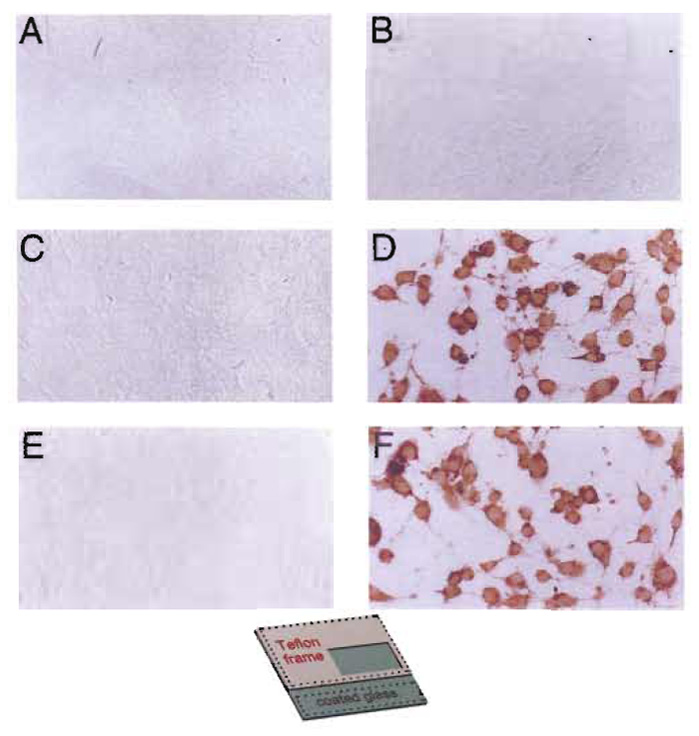 FIGURE 7 In situ electroporation does not affect ERK activity or the stress pathway. (A, C, and E) NIH3T3 cells were plated on fully conductive slides (inset, Fig. 1C, conductive growth area 4 × 8mm), growth arrested in 50% spent medium, and electroporated in the presence of PBS containing 0.025% DMSO (0.2µF, 70 V, four pulses). Ten minutes after the pulse, cells were fixed and stained for activated ERK (A), activated JNK/SAPK (C), or activated p38hog (E), respectively. Electroporated cells were photographed under brightfield illumination. (B, D, and F) NIH3T3 cells were plated on conductive slides, treated with UV light for 10rain, fixed, and stained for activated ERK (B), activated JNK/SAPK (D), or activated p38hog (F), respectively. From Brownell et al. (1998), reprinted with permission. Magnification: 240×.