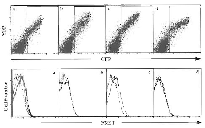 FIGURE 1 HEK 293T cells were transfected using Fugene 6 with (a) p60-CFP and p60-YFP, (b) p60-CFP and DR4-YFP, (c) DR4-CFP and DR-YFP, or (d) DR4-CFP and p60-YFP. (Top) Live cells were analyzed for their expression of CFP and YFP. Cells that express both CFP and YFP were gated (rectangular box) and analyzed for FRET. (Bottom) Histogram overlays of control cells expressing only CFP (dotted lines) or cells expressing CFP and YFP (solid lines) show that only (a) p60-CFP and p60-YFP or (c) DR4-CFP and DR4-YFP exhibited FRET. (a) The heavy line shows the increased FRET when the ligand TNF was added to the cells.