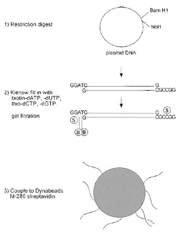 FIGURE 1 Steps in preparation of DNA beads.