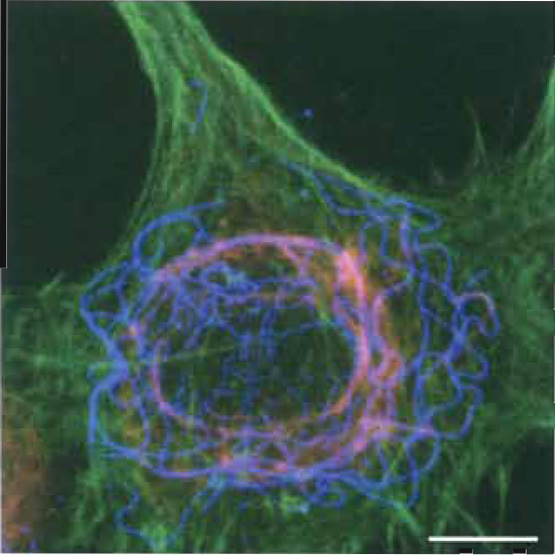 FIGURE 1 Localization of F-actin, vimentin, and tubulin in fibroblasts by fluorescence microscopy and photographical overlay. Rat 2sm6 fibroblasts (Leavitt, and Kakunaga, J. Biol. Chem. (1980)) were grown as monolayer on glass coverslips. Prefixation: 2% octyl-POE (n-octylpolyethoxyethylene)/0.125% glutaraldehyde, 5 min in MHB (Hanks buffer, Ca-free, containing 2 mM EGTA and 5 mM MES, pH 7. Postfixation: 1% glutaraldehyde in MHB (20min) at ~20°C. Removal of background fluorescence with 0.5mg/ml NaBH4 (2 × 10min at 0°C). Labeling: Filamentous actin (green): phalloidin Alexa-488 (www.probes.com); vimentin (blue): mouse anti-vimentin-Cy3 (monoclonal, www.sigma-aldrich.com); and tubulin (red): 1°-antibody, mouse anti-β-tubulin (monoclonal, www.sigmaaldrich. com) and 2°-antibody goat antimouse IgG-Cy5. Composite image by triple exposure. Scale bar: 25 µm.