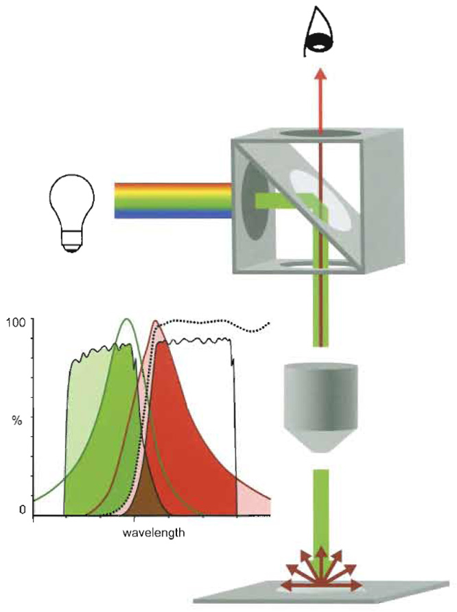 FIGURE 2 The epifluorescence microscope. Light source, positioned perpendicular to the optical axis of the fuorescence microscope, irradiates a cube that is placed in the axis and that comprises an exciter filter (ExF), a dichroic mirror (DM), and an emitter filter (EmF). Only light corresponding to the exciting wavelengths (green) passes ExF and reaches the DM placed at an angle of 45°, where light is deflected along the optical axis to be condensed by the objective (Oj) and focused onto the specimen. Corresponding fluorophores are excited and emit longer-waved fluorescent light (red). The Oj collects the emitted light (red) together with reflected exciting light (green). The DM is transparent for the longer-waved light, but not for the reflected exciting light, i.e., it functions as a long-pass filter. The EmF band pass filter is transparent only for light corresponding to the bandwidth of the emitted light (EmF filters off interfering shorter and longer-waved frequencies) and reaches the eye or the registration device, respectively.
Spectral separation by band-pass filters (Exm, EmF) and DM (dotted line) of exciting (green line) light and emitted (red line) fluorescence light, and cross talk.
The DM reflects most of the light passing the ExF (light green). This light corresponds mainly to the exciting spectrum of the fluorophore (green). Most of the emitted light (light red and red) passes the DM. The EmF further restrains this light (red) and filters off interfering light of lower or higher wavelength. However, because the transparence of ExF and EmF and the spectra of exciting and emission spectra are rarely separated but overlap to some extent, separation is not complete. Part of the higher wavelength light confined by the ExF passes the DM and also the EmF, where it adds as cross talk to the emitted signal (brown). Comparably, a part of the emitted light passes in the exciter channel.