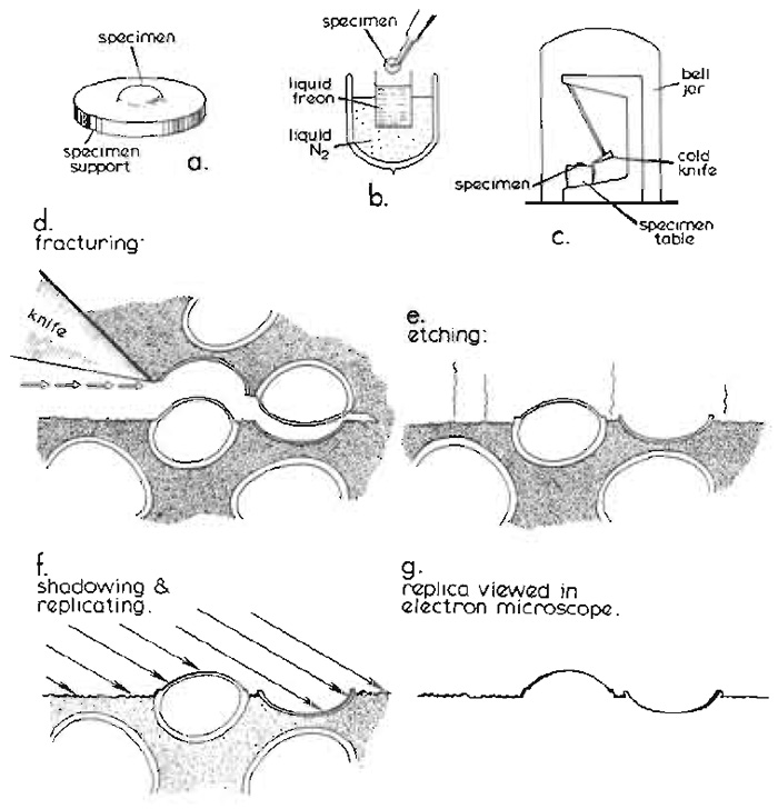 FIGURE 1 Basic steps in the conventional freeze-fracture procedure described in the text. Diagram courtesy of Daniel Branton, first published by Shotton (1982), reproduced by permission.