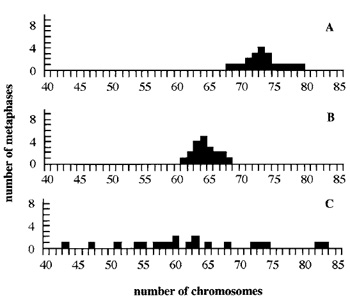 FIGURE 2 Chromosomal content of HeLa cells. Metaphases were prepared from HeLa cells (ATCC collection) cultured routinely in three different laboratories (A-C). The chromosomal content of each cell population is different, and in all cases the chromosome number is lower than expected (published mean chromosome number 82, range 70-86). Note the very heterogeneous karyotype of HeLa cells in C. These results show how cells of a same line can change and drift.