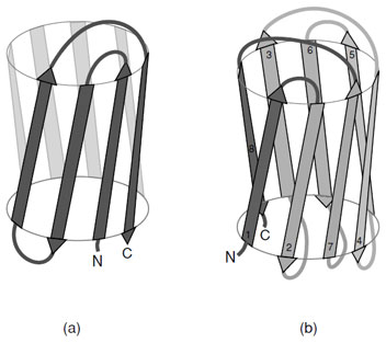 Schematic representations of (a) the “Greek Key” and (b) the “jelly roll” topologies commonly found in “all-β” proteins. These topological connections of strands have a handedness where only these arrangements are observed.