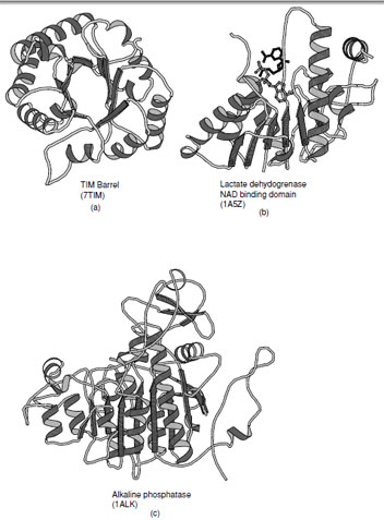 Ribbon representations of <em>α</em>/<em>β</em>proteins. (a) Triosephosphate isomerase, (b) dinucleotide binding domain of lactate dehydrogenase (c) alkaline phosphatase which is an example of a complex member of the <em>α</em>/<em>β</em>class of folds.