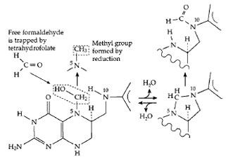 The functioning of tetrahydrofolates (THF) in oxidation and reduction of single-carbon fragments. A PLP-dependent enzyme cleaves serine (Fig. 14), releasing formaldehyde, which combines in the active center with THF. Formic acid can be converted to formyl-THF. The various THF derivatives supply singlecarbon fragments for many biosynthetic processes.
