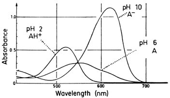 Absorption spectra recorded immediately after dissolving an anthocyanin (malvin chloride) in buffers of pH 2, 6, and 10. The absorption peaks at pH 6 and 10 disappeared within 1 to 3 hr. (Adapted from Brouillard, R. (1982). In “Anthocyanins as Food Colors” (P. Markakis, ed.), Academic Press, New York.]