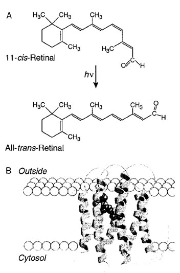 (A) Light-induced transformation of 11-cis-retinal to all-trans-retinal in visual pigments. 11-Cis-retinal is attached through a Schiff-base linkage of lysine 256 in rhodopsin. (B) Rhodopsin has a molecular weight of 40,000. Seven transmembrane helices are embedded in the cell membranes. 11-Cis-retinal lies near the center of the lipid membrane. The structure is based on the three-dimensional reconstruction of electron microscope images by Henderson and Unwin. (Reproduced with permission from Nelson, D. L., and Cox, M. M. p. 460. Figs. 13–22. “Lehninger Principles of Biochemistry” (2000). 3rd edition, Worth Publishers p. 460.)