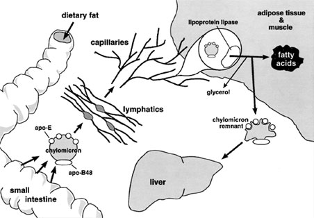 Chylomicron pathway. The intestine secretes chylomicron particles into the lymphatics. They gain entrance into the general circulation through the thoracic duct. Lipoprotein lipase, on the luminal surface of adipose and muscle capillary endothelial cells, hydrolyzes the triglyceride core to free fatty acids and glycerol. The free fatty acids are re-esterified and stored as triglycerides in adipose tissue or undergo β-oxidation in muscle. The lipid-depleted chylomicrons, chylomicron remnants, are cleared by the liver through a pathway that depends on apolipoprotein-E as a ligand for cellular receptors.