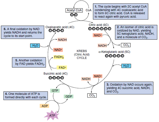 Krebs cycle in outline form, showing the production of three molecules of reduced NAD, one molecule of reduced FAD, one molecule of ATP, and two molecules of carbon dioxide. The molecules of NADH and FADH2 will yield 11 molecules of ATP when oxidized in the electron transport system.